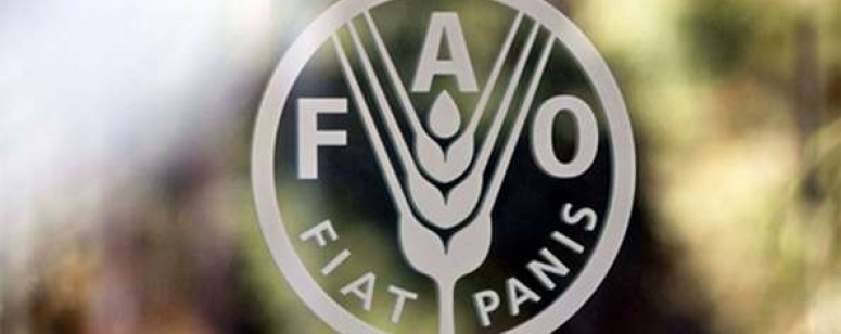 Tirocini FAO 2022 a Roma e all’estero: come partecipare